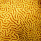 Hard Coral